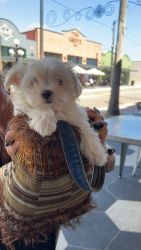 Morkie Puppy for forever home!