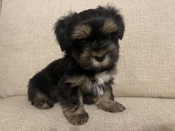Morkie puppies 1 Male left!