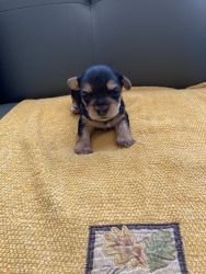 Morkie Female / Male Puppies