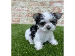 Lovely Morkie Puppies