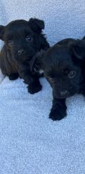 Morkie feamle puppies