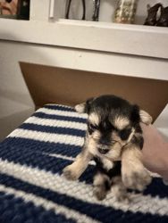 Morkies For Sale
