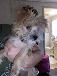 Morkie for sale