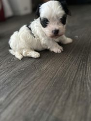 Morkie Puppies in Summerville, South Carolina