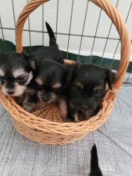 3 female beautiful puppies for sale