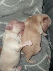 Morkie puppies born 3/27/24