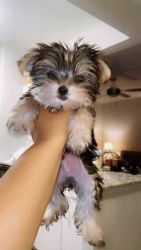 Morkie puppy for sale!!!