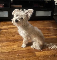 10 month old morkie for sale