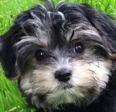 TEDDY, 12 week old Morkie puppy