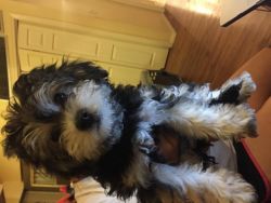 Maltese and yorkie poodle puppy mix