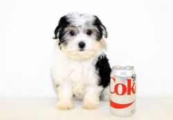 Morkie / Yorktese Puppies ready for sale