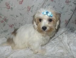 Gentle Morkie Pups ready for sale