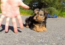 Tiny Morkie Puppies For Adoption xxxxxxxxxx