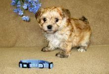 Cute And Cuddly Morkie Pups For Sale xxx) xxx-xxx0