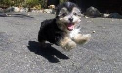 Morkie Puppies for Sale