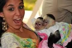 fantastic with people Capuchin Monkeys