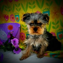 Darling baby doll faced male morkie puppies