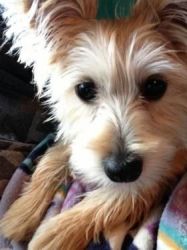 12 Weeks Old Morkie Looking For Good Home!