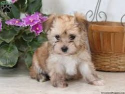 MORKIE PUPPIES FOR SALE