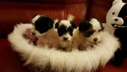 Super Adorable Parti-colored Morkie Puppies