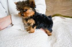 Adorable Male And Female Morkie Puppies