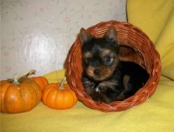 beautiful and Cute TEACUP MORKIE Puppies