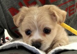 Cute Small Puppy Dog