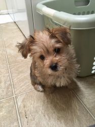2 month old Morkie