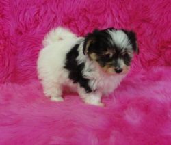 Morkie puppies for sale male and female puppies .