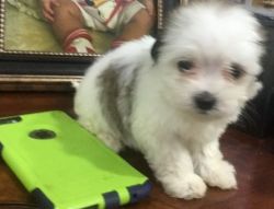 Morkie puppies for sale – Yorktese pups (xxx)xxx-xxxx