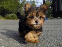 Pure breed morkie