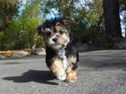 Adorable Morkie Female For Sale