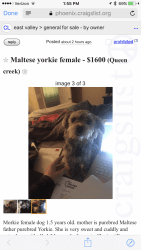 1.5 yo Maltese Yorkie Female