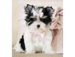 FANTASTIC MORKIE PUPPIES FOR SALE