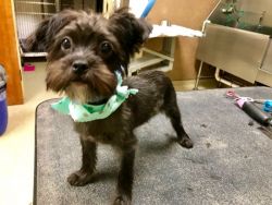 5-month-old male Morkie puppy for sale