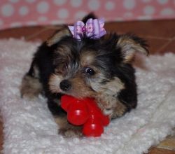 Beautiful Mokie Puppies For Sale