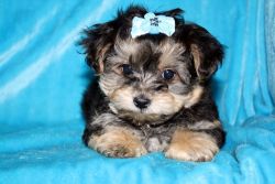 Adorable Morkie Puppies!