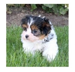 Adorable Morkie Puppies for sale