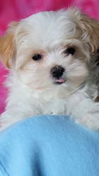 Adorable Morkie female puppy