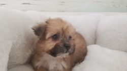 Morky Puppy - Female - Tonya ($1,399)