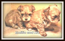 1 female and 1 Male Blonde Morkie 850.00 per pup