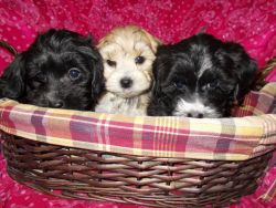 morkie puppies nonshed 8wks ready now