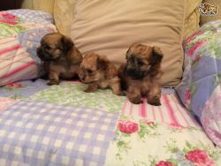 Friendly Morkie Puppies for adoption ✿ ♥‿♥ ✿