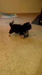 I have 2 morkies for sale 1 girl and 1 boy born on february 14