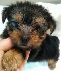 PUPPY LAYAWAY AVAILABLE--REGISTERED YORKSHIRE TERRIER PUPPY!