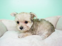 Morkie Puppy – Female- Abby ($1,499)