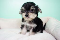 Morkie Puppy – Female- Libby ($1,399)