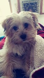Morkie for Sale in Sterling Heights