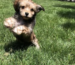 Pure Bred Morkie for sale!