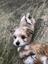 Morkie puppies ready this week